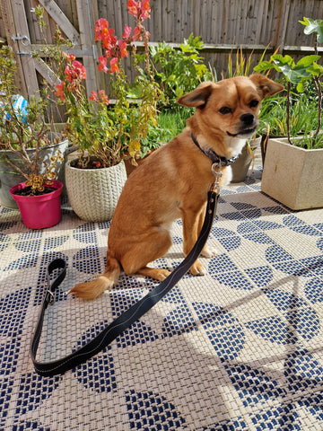 BLACK leather wave stitched dog lead
